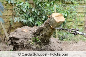 Baumstumpf entfernen