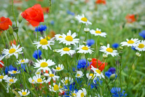Blumenwiese
