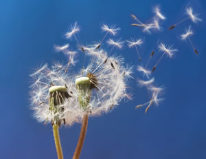 Wind