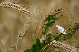 Ackerwinde