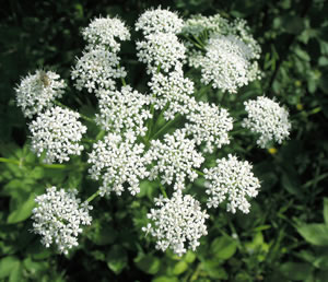 Giersch-Blüte