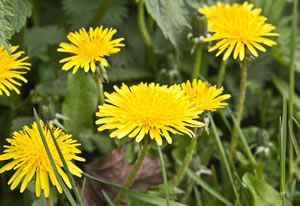 Löwenzahn Blüten