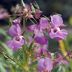 Springkraut Blüten