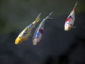 Teichfische