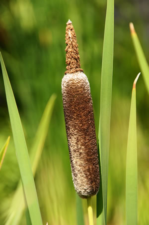 Typha