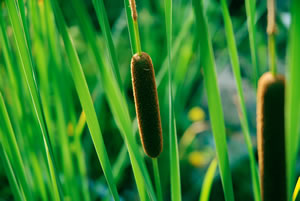 Typha Pflanze