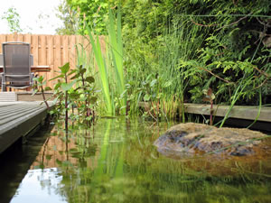 Pflanzen im Schwimmteich