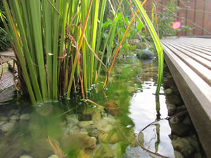 Randzone im Schwimmteich