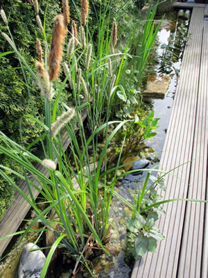 Schwimmteich Steg