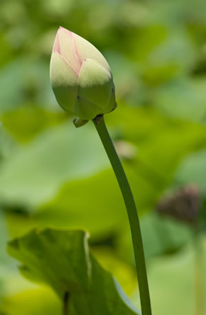 geschlossene Blüte der Seerose