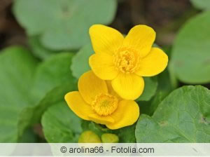 Sumpfdotterblume