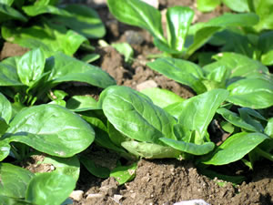 Feldsalat