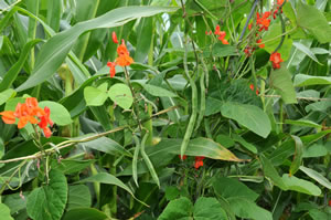 Feuerbohnen im Garten