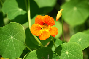 Blüte der Kapuzinerkresse
