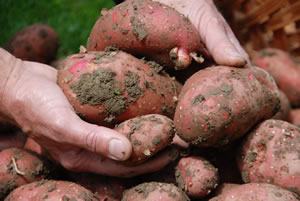 Ernte von roten Kartoffeln