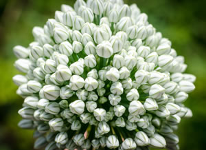 Knoblauch mit Blüte