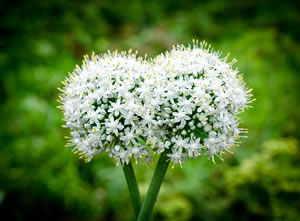 Knoblauch Blüten