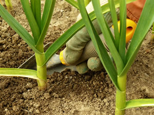 Knoblauch