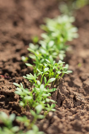 Gartenkresse im Beet