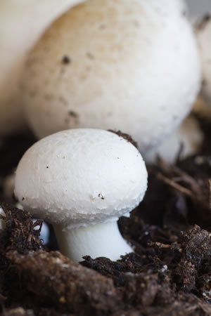 Champignons