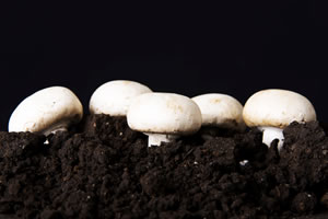 Champignon Zucht