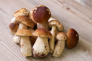 Pilze geerntet