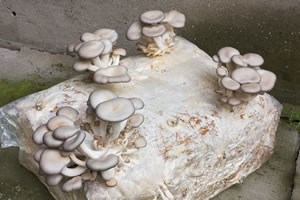 Pilze selber züchten - Steinpilze, Champignons und Co