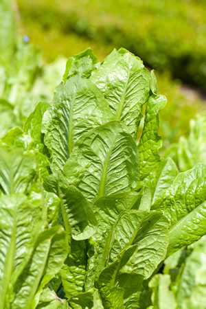 Römersalat im Gemüsebeet