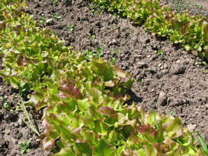 Schnittsalat im Beet