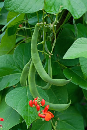 Blüte der Stangenbohne