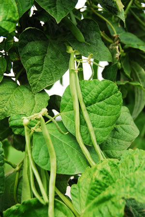 Stangenbohnen Beet