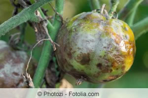 kranke Tomatenpflanze