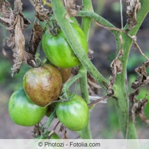 Kranke Tomatenpflanzen