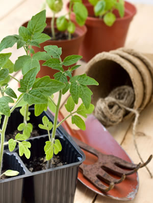 Tomaten vereinzelt