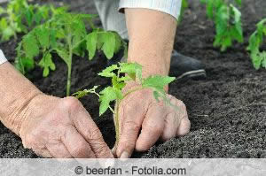 Tomaten anbauen