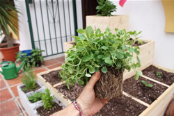 Hochbeet im Garten