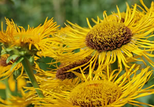 Blüten von Inula helenium