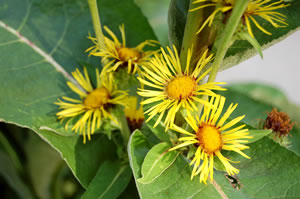 Inula helenium