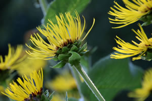 Alant im Garten