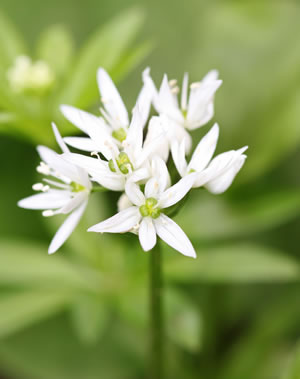 Blüte von Bärlauch