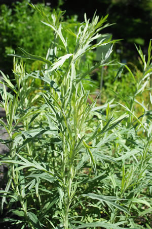 Artemisia vulgaris Pflanze