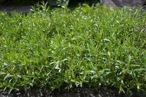 Bohnenkraut im Garten
