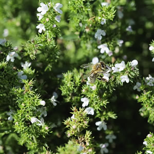 Bohnenkraut Blüte