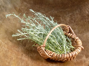 Ernte von Helichrysum italicum