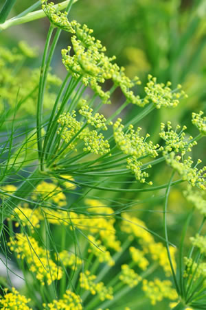 Dill