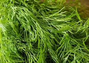geernteter Dill