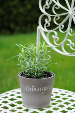 Estragon im Topf