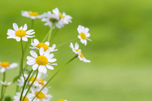 Kamillenblüten