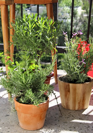kräutergarten auf dem balkon - kräuter-pflege kräutergarten auf dem balkon - kräuter-pflege, Garten und Bauten