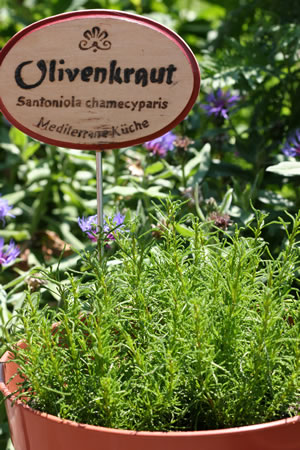 Olivenkraut im Garten
